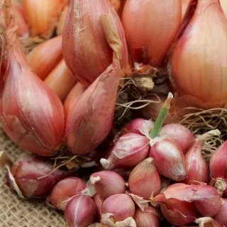Tree Onion